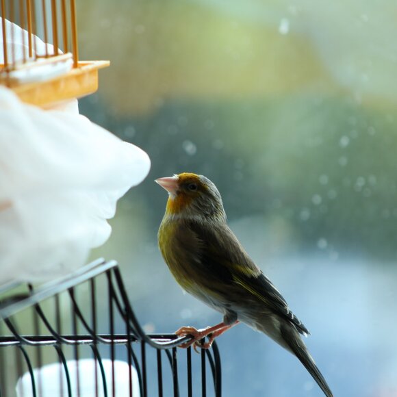 Canon EFS 55-250mm f4 -5.6 III Zoom Lense - Picture 7 of 7